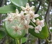 Wax Flower Vine (Hoya australis) — flowering