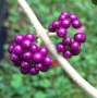 Beauty Berry, Velvet Leaf (Callicarpa pedunculata) berries